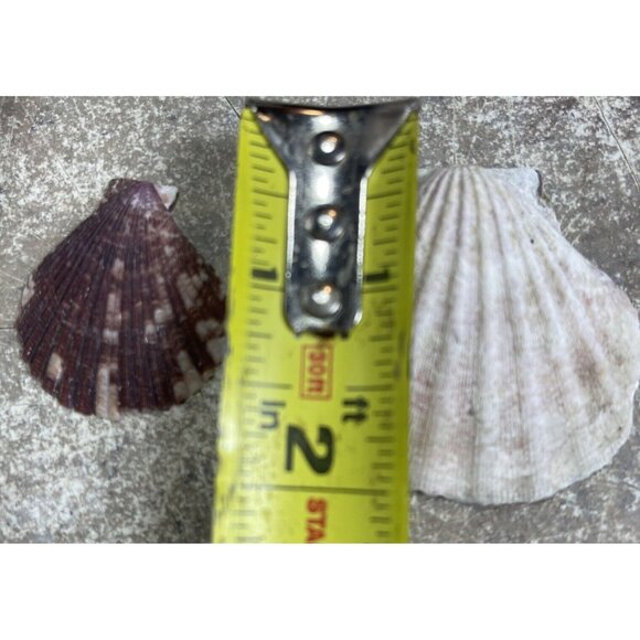2.6 Lbs Pounds White / Multicolor Calico Scallop Seashells Beach  1" to 1  1/2" - Picture 6 of 8